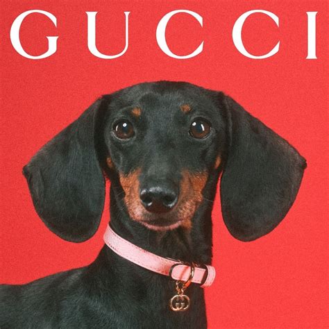 gucci pet echt